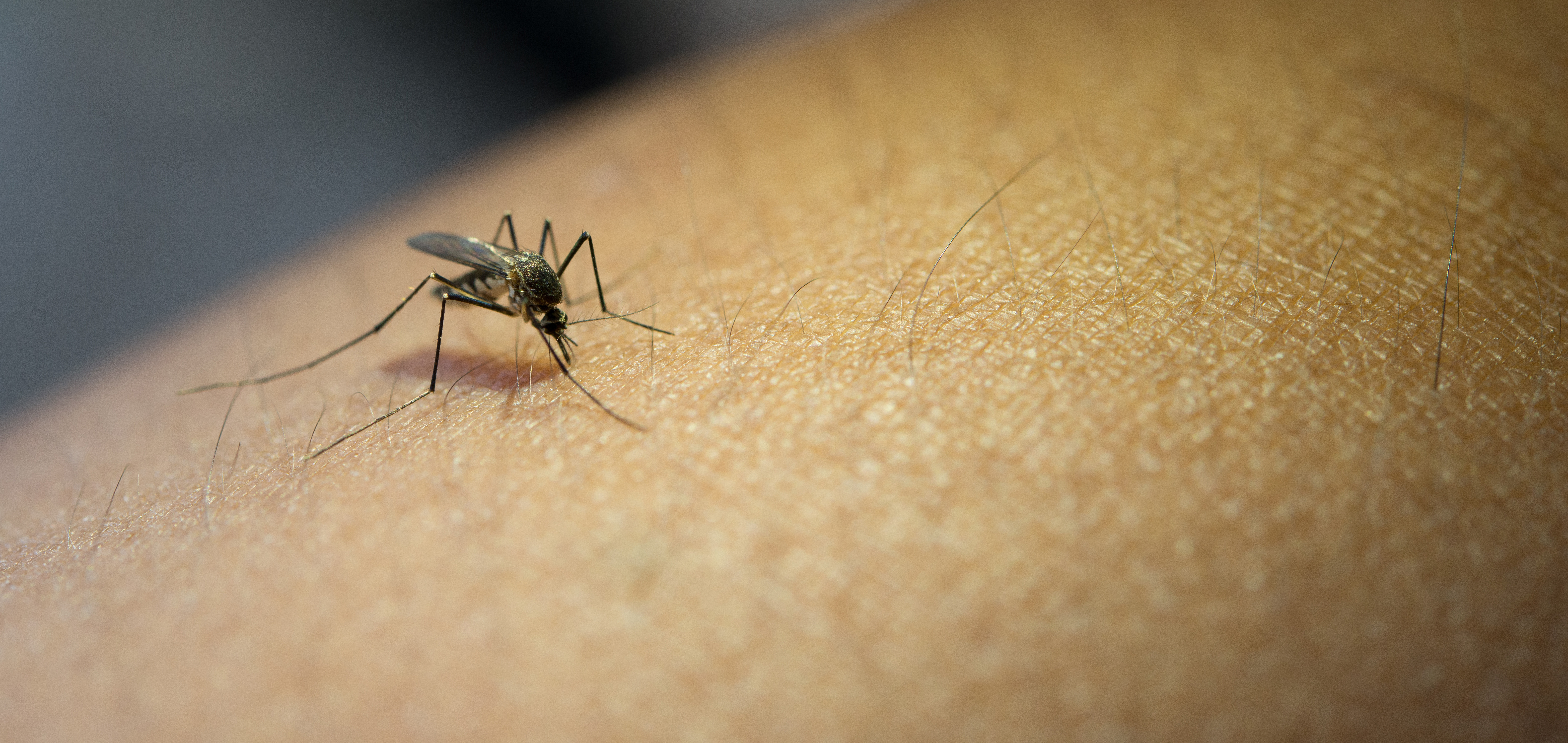 Combatendo a Dengue: Um Guia Completo para Proteger Você e Sua Família